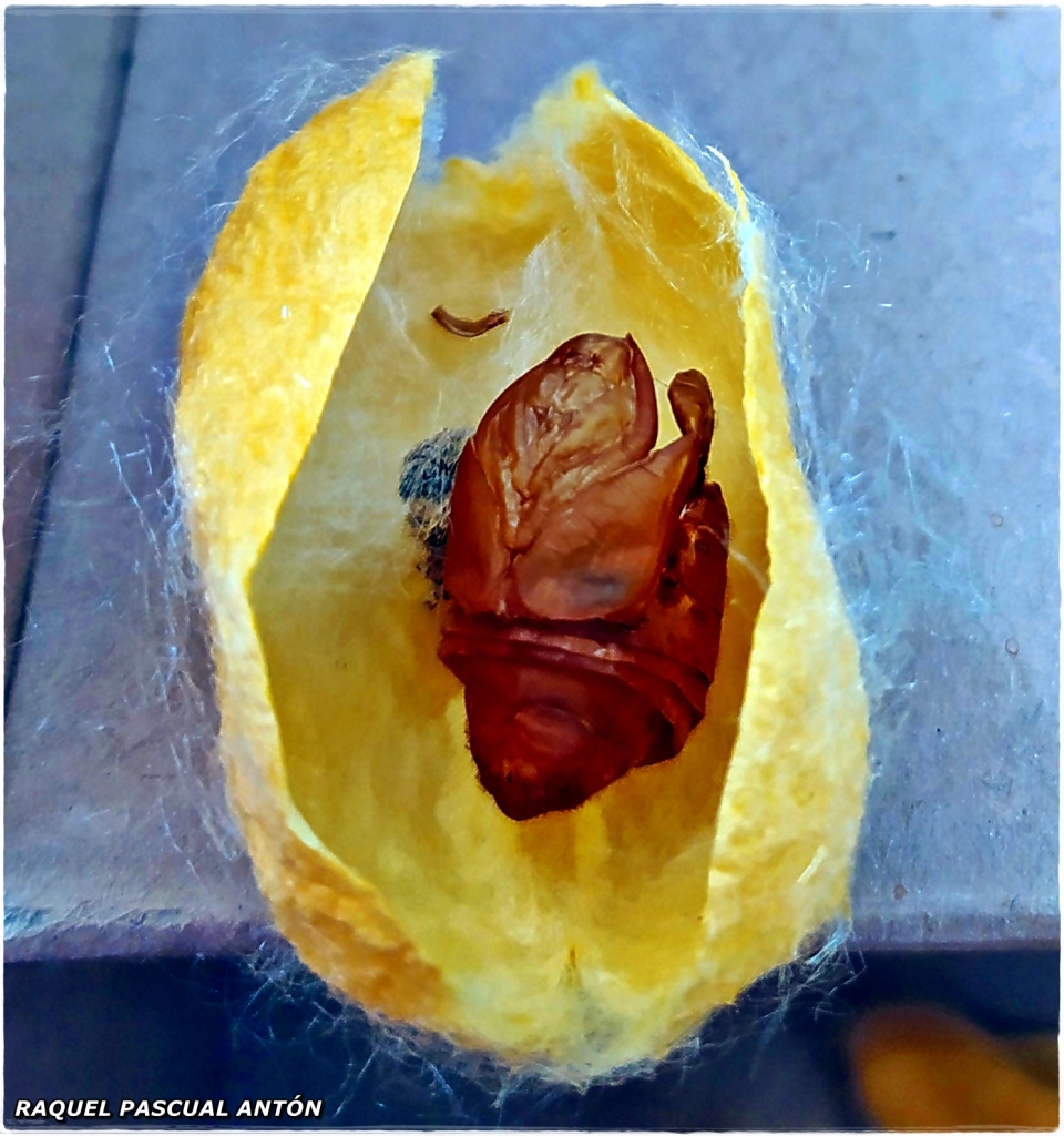 Capullo amarillo de Bombyx mori abierto, con restos de pupa rojiza en su interior.