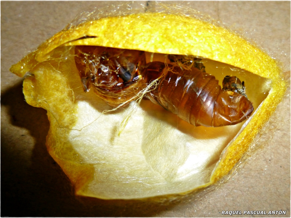 Interior de un capullo amarillo de Bombyx mori con restos de dos pupas.