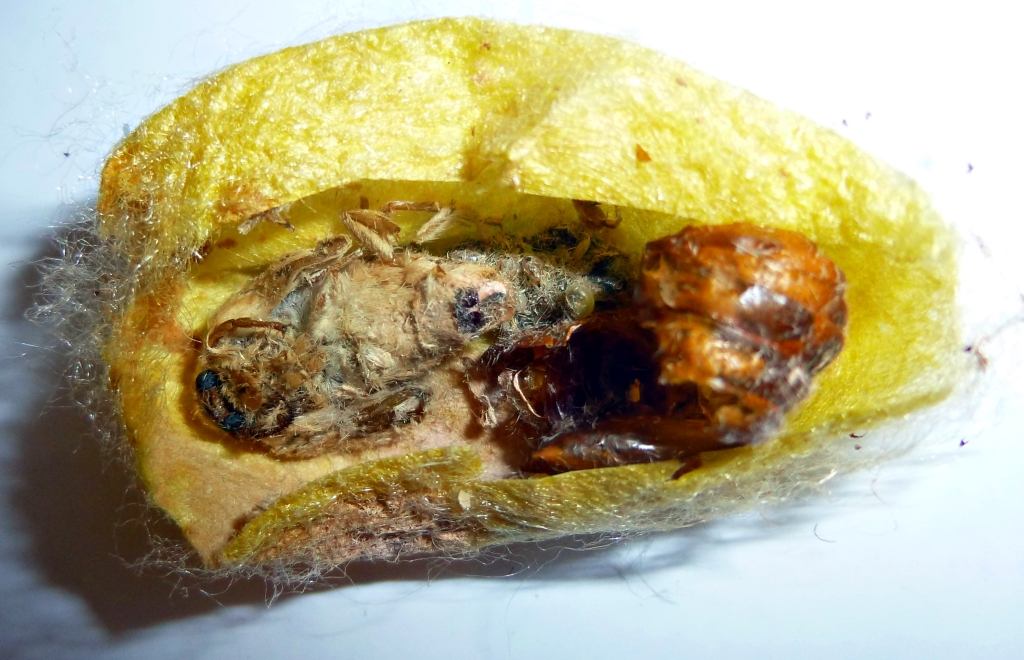 Cadáver de imago de Bombyx mori, que no logró salir del capullo. En el interior del capullo permanecen, asimismo, los restos de la pupa.