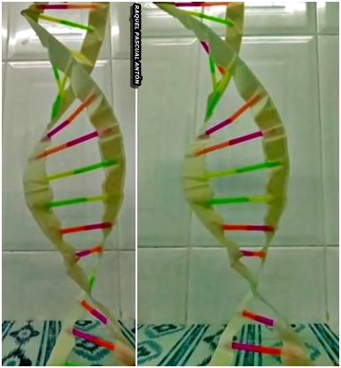 Modelo de ADN hecho con pajitas y cinta de carrocero.